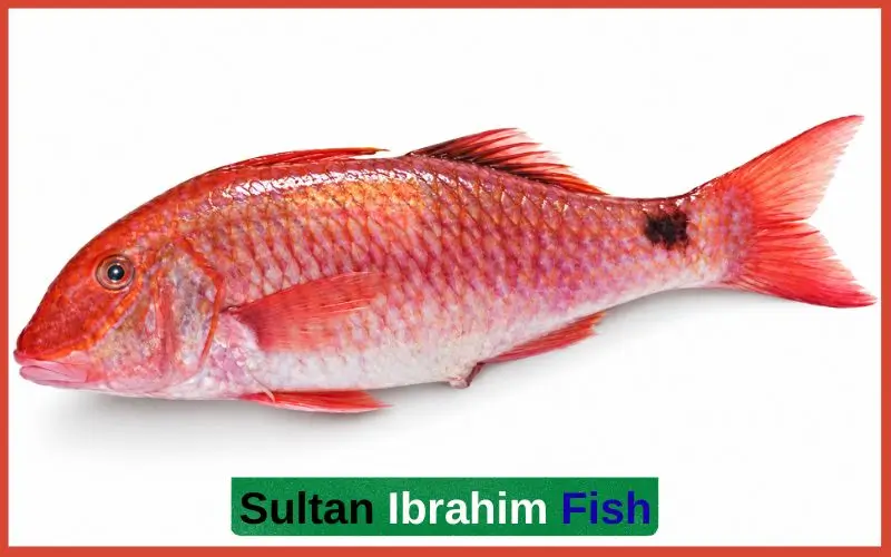 Sultan Ibrahim Fish